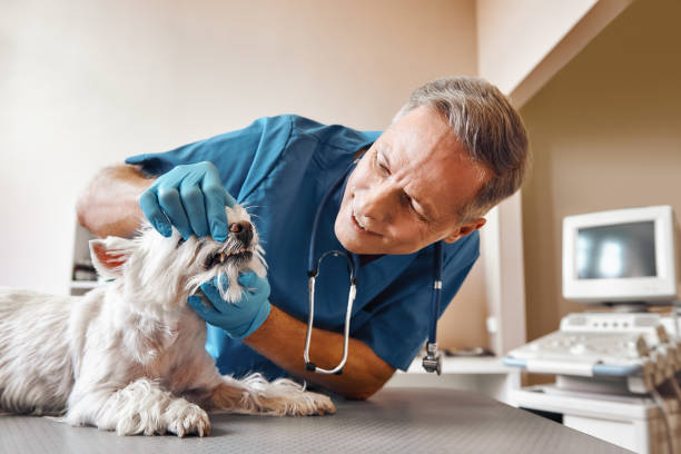 Best Emergency Root Canal Treatment in Somers, MT